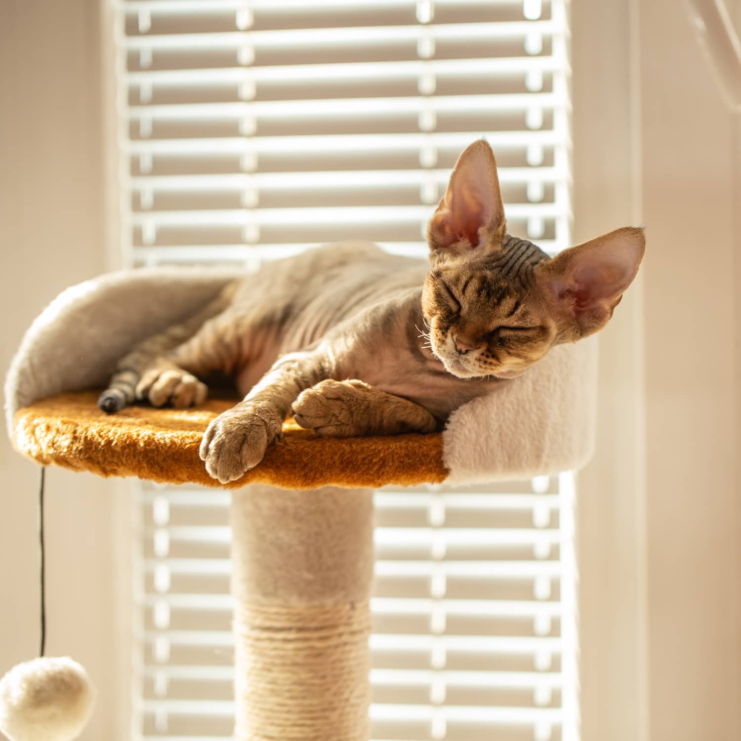 Unique cat products on sale