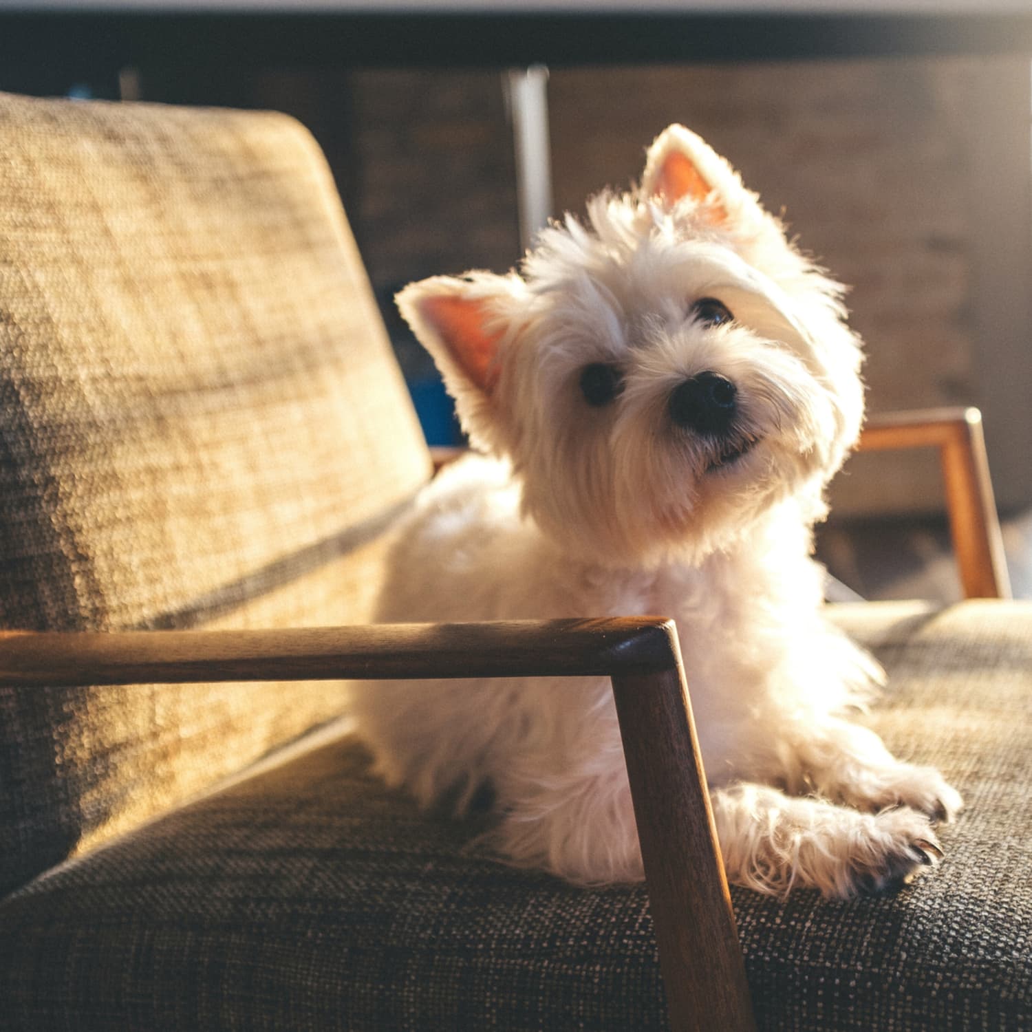 Office chair with dog seat shop