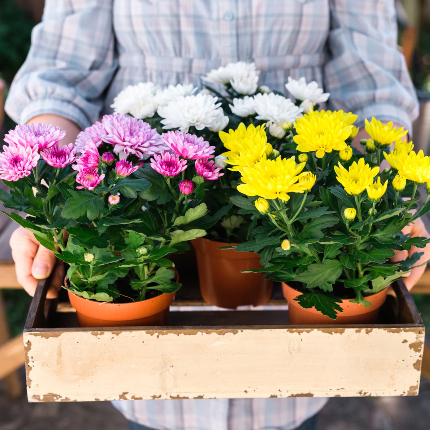 Growing chrysanthemum sale