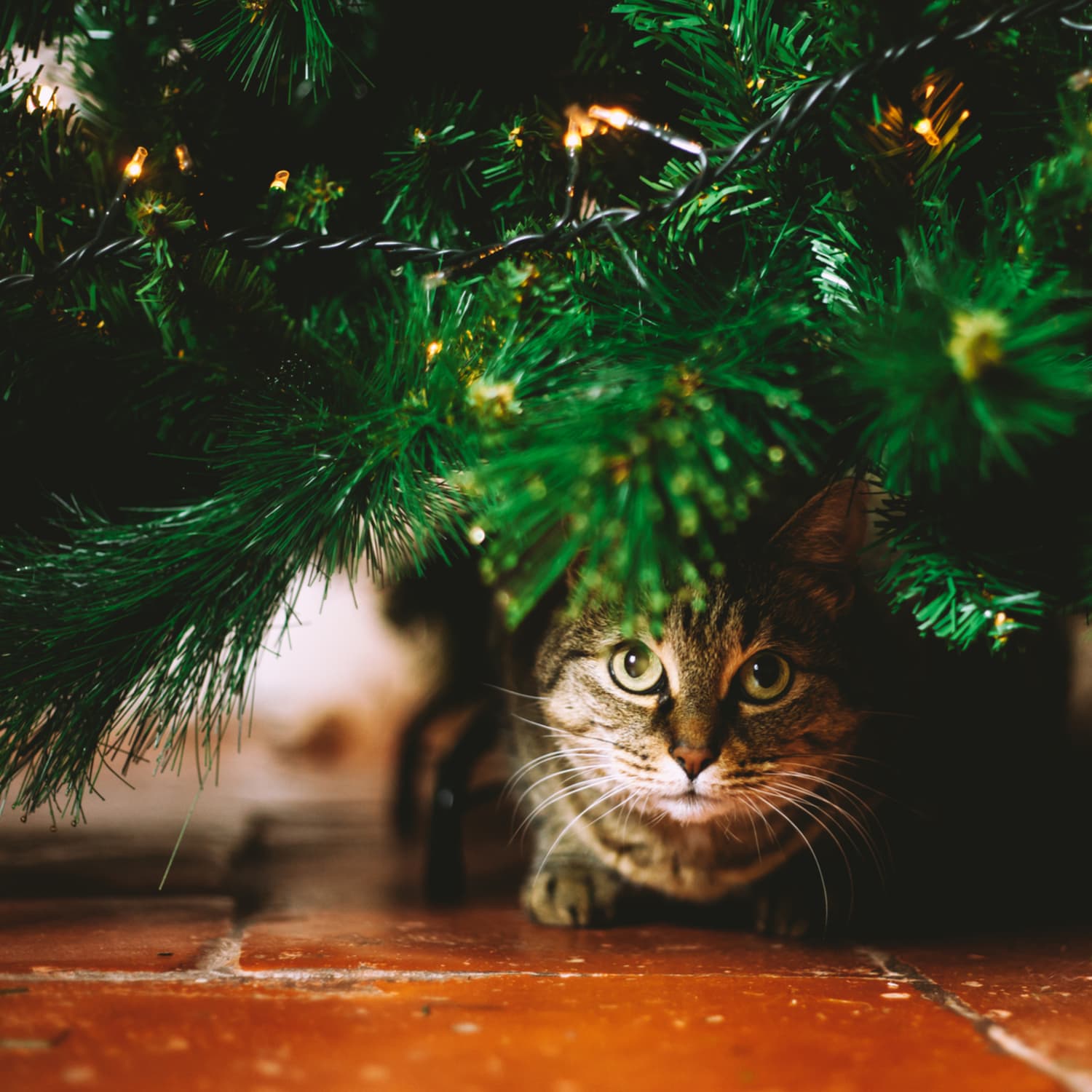 Cat chewing discount on christmas tree