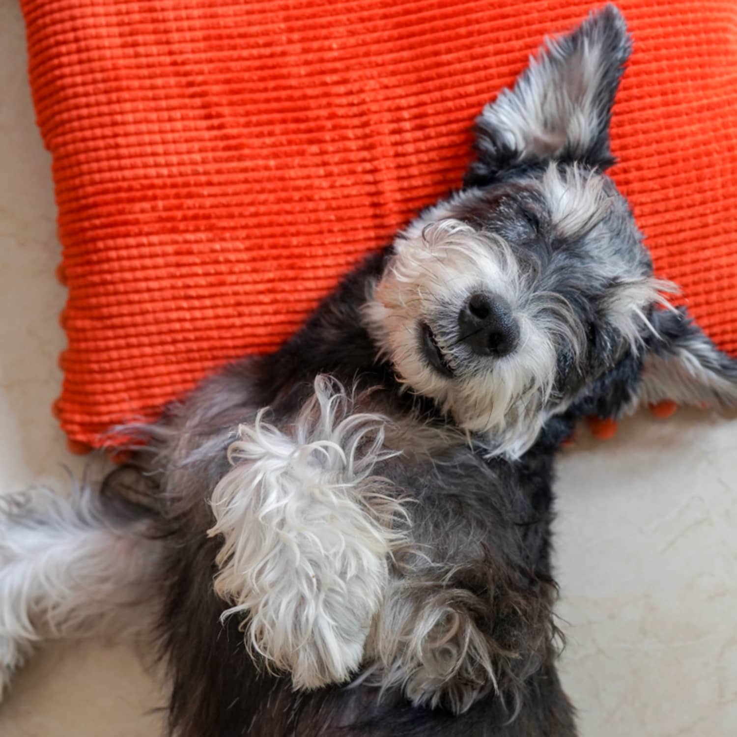 Shampoo for miniature schnauzer puppy discount