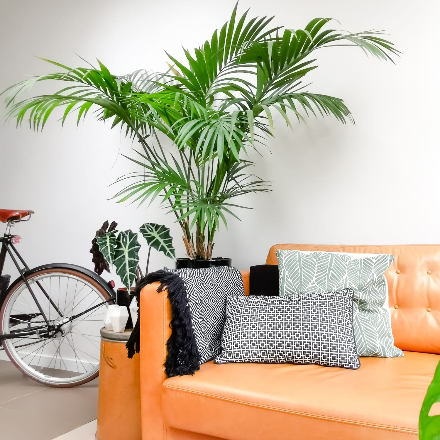 Kentia Palm Care How to Grow Kentia Palm Indoors Apartment Therapy