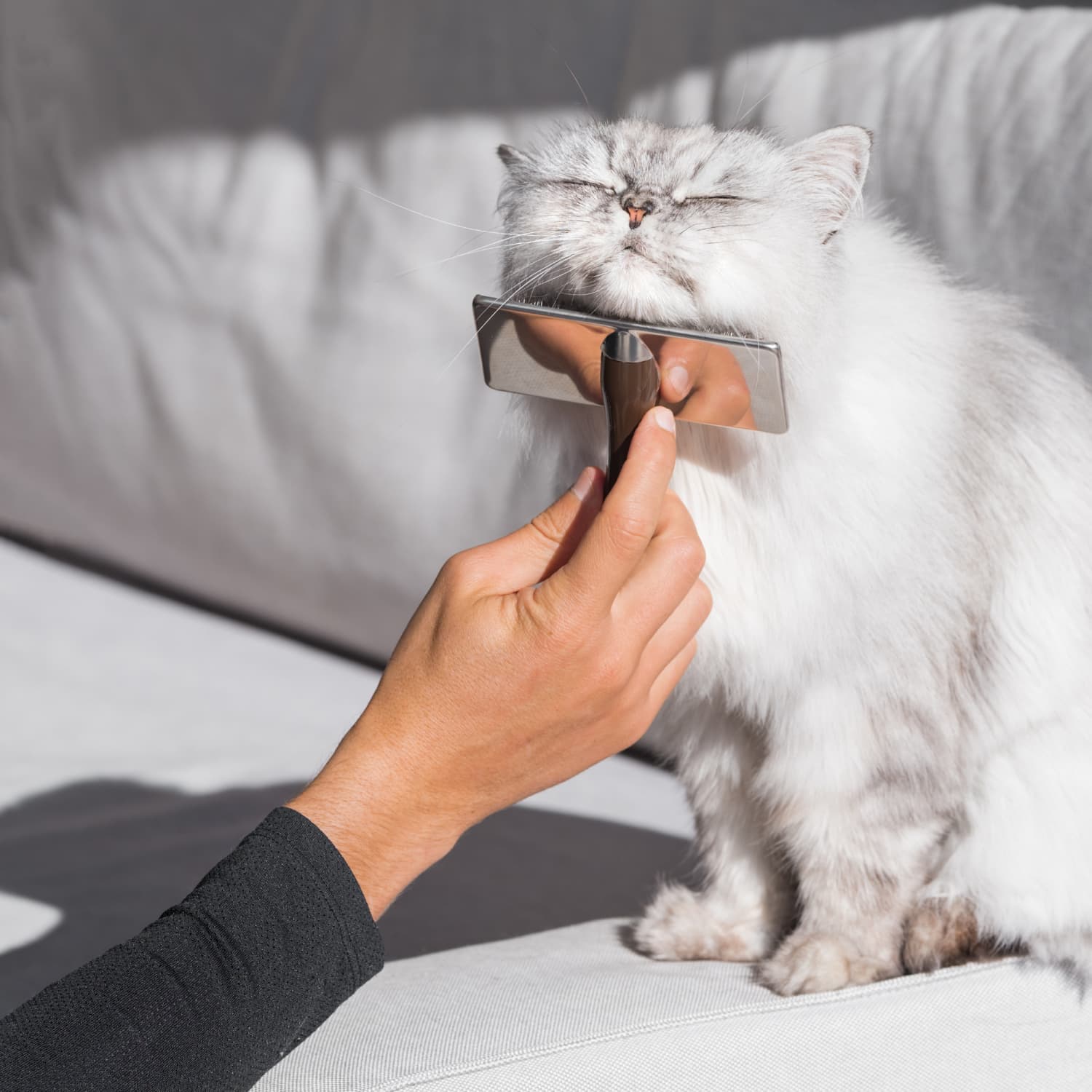 Best pet hair brush clearance