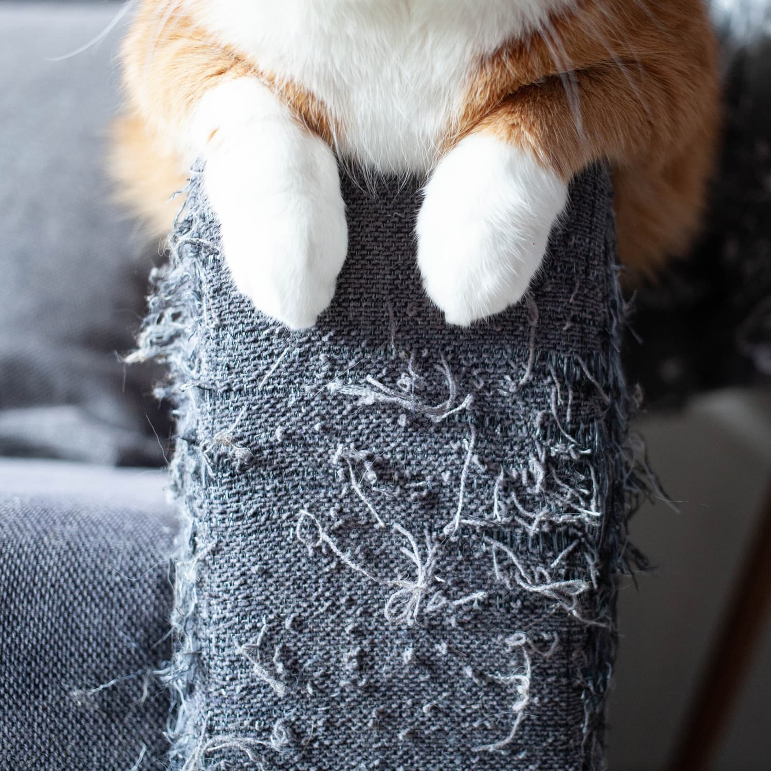 Cat on sale shredded couch
