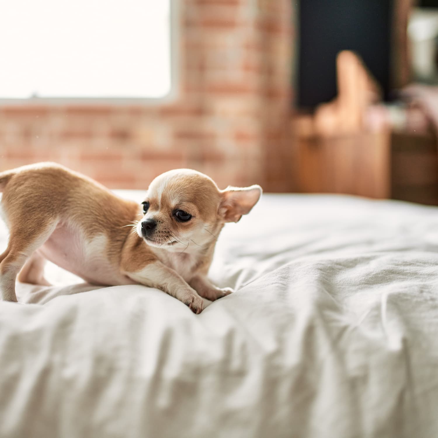 How to Prevent Your Dog Waking Up in the Middle of the Night Apartment Therapy