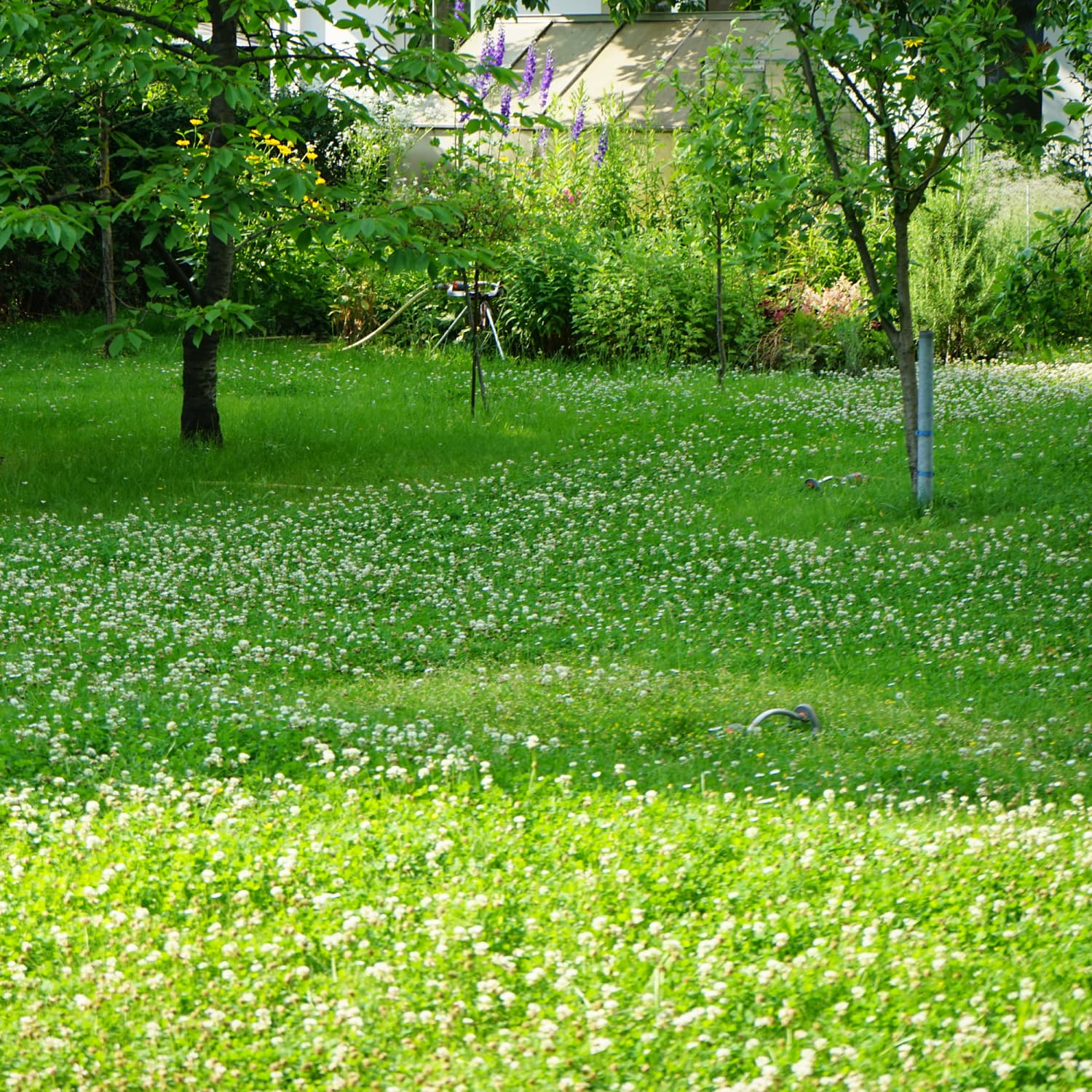 Clover Lawn Pros Cons and How to Plant One Yourself Apartment Therapy