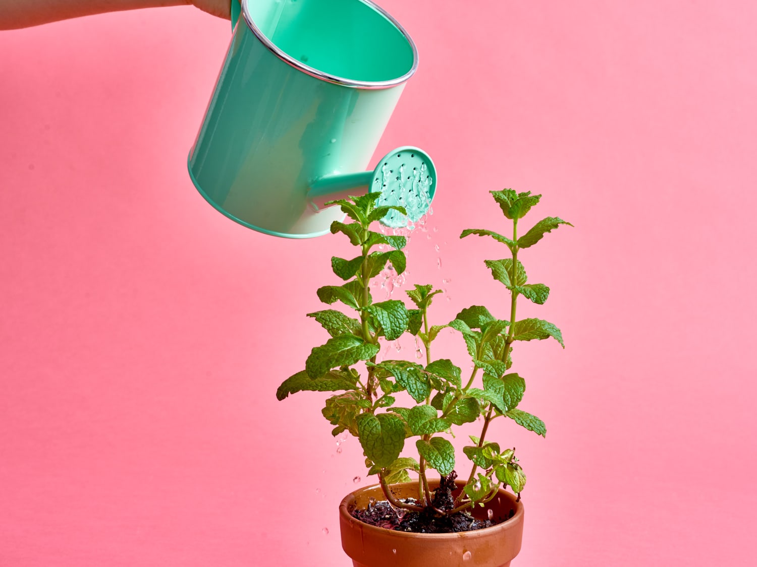 Mint Plant Care How To Grow Maintain Mint Plants Apartment Therapy