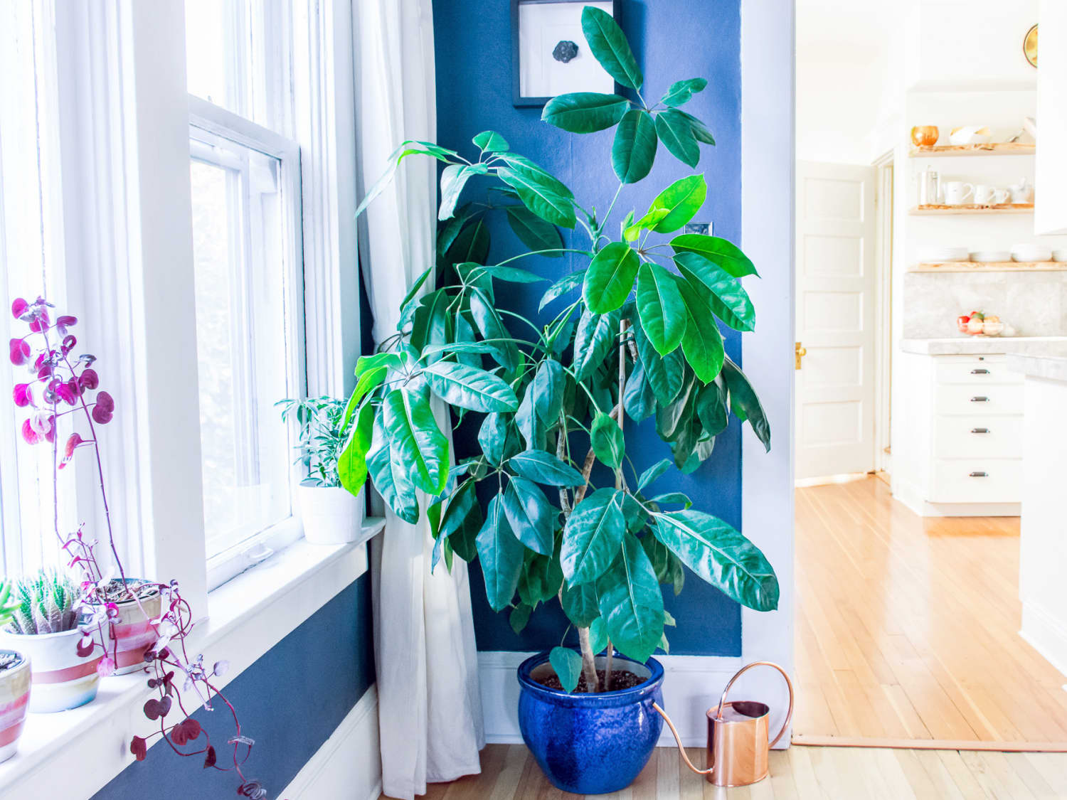 Umbrella Plant Care How To Grow Maintain Umbrella Plants Apartment Therapy