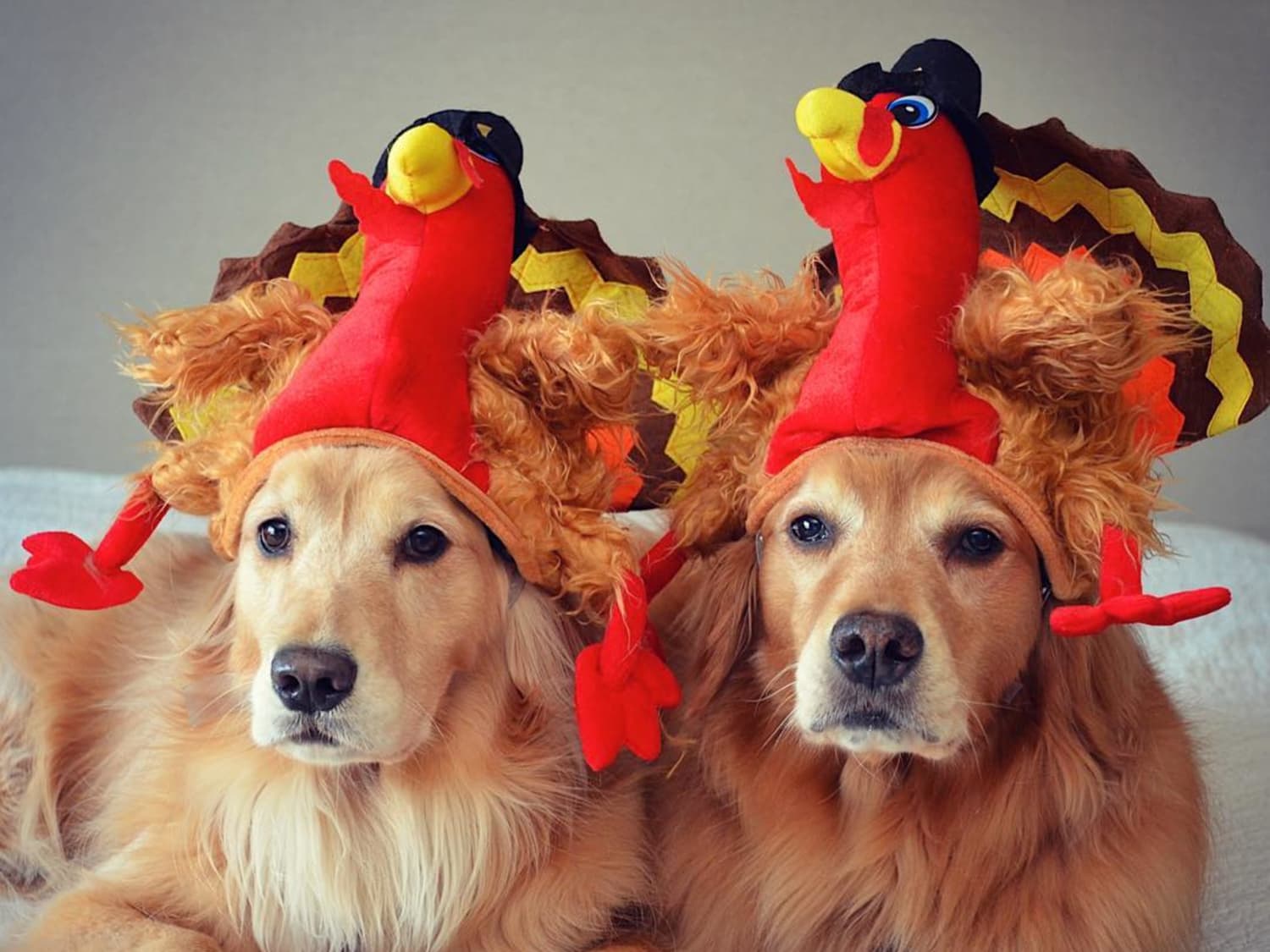14 Dogs Whose Thanksgiving Posts Are Better Than Your Holiday Card |  Apartment Therapy