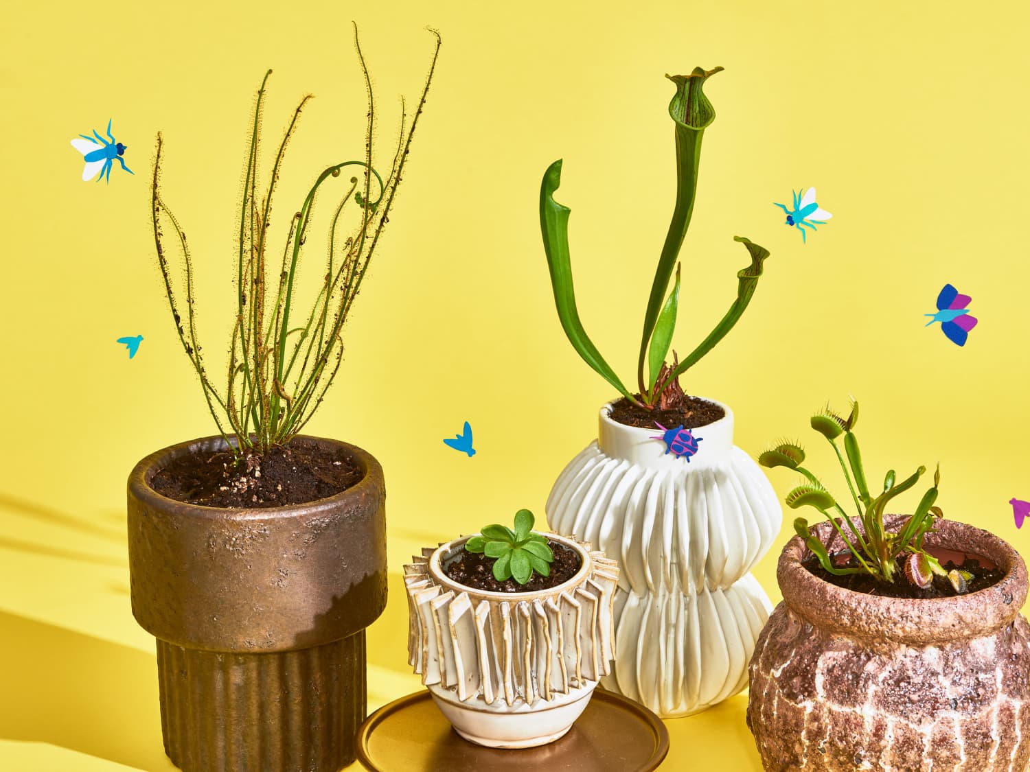 Carnivorous Plants That Make Great Houseplants Apartment Therapy