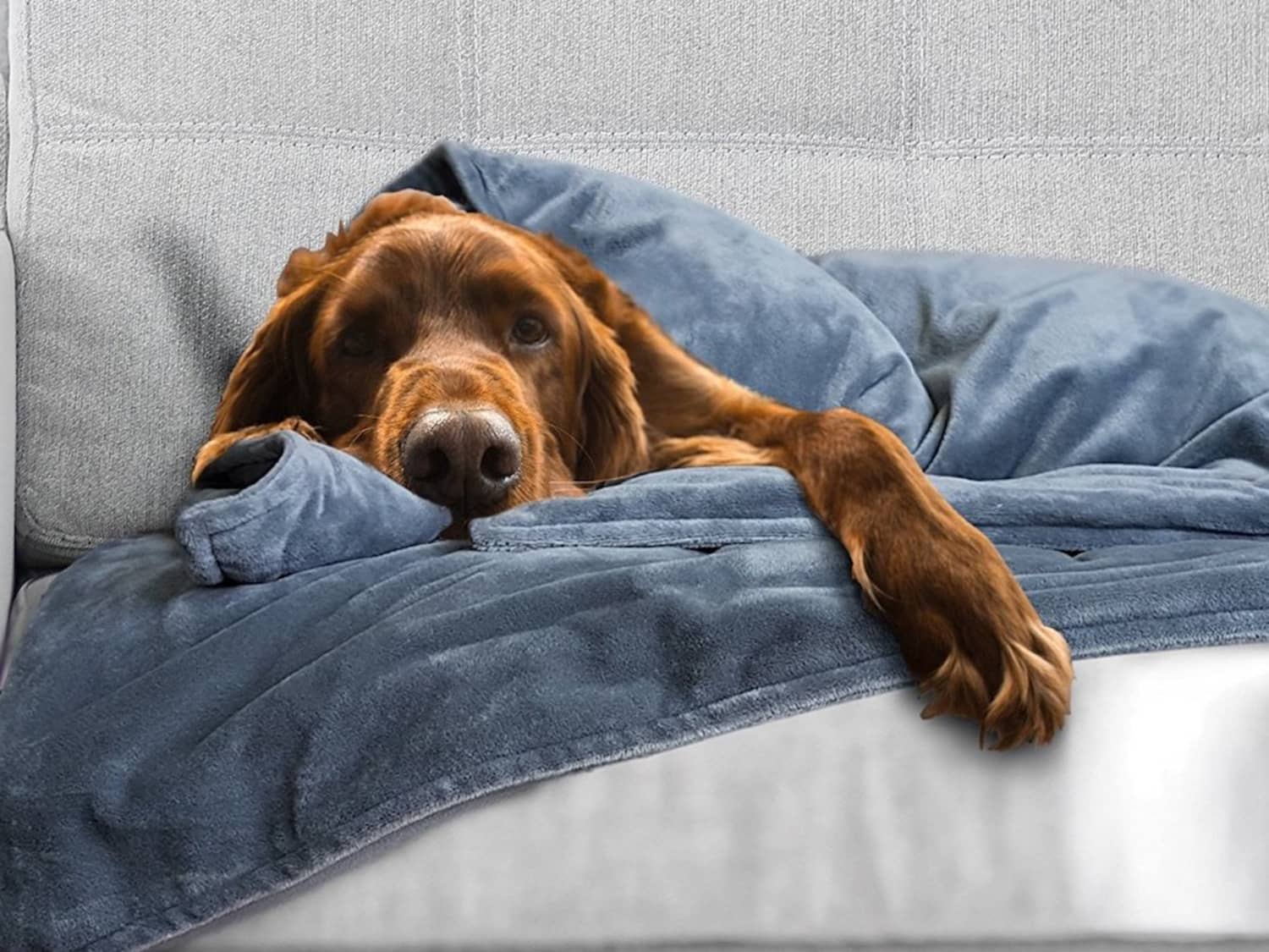 Canine Coddler Sells A Weighted Blanket For Anxious Dogs