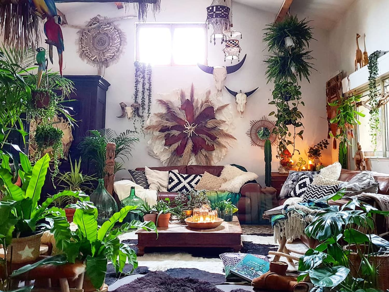 burle marx plant Philodendron Burle Marx Fantasy Terrarium Plant