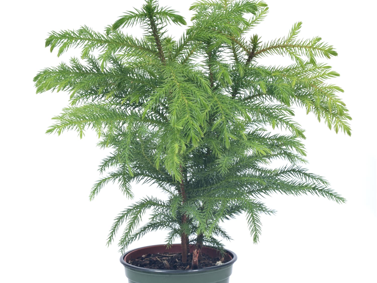 How To Grow Norfolk Island Pine Plants Indoors Apartment Therapy