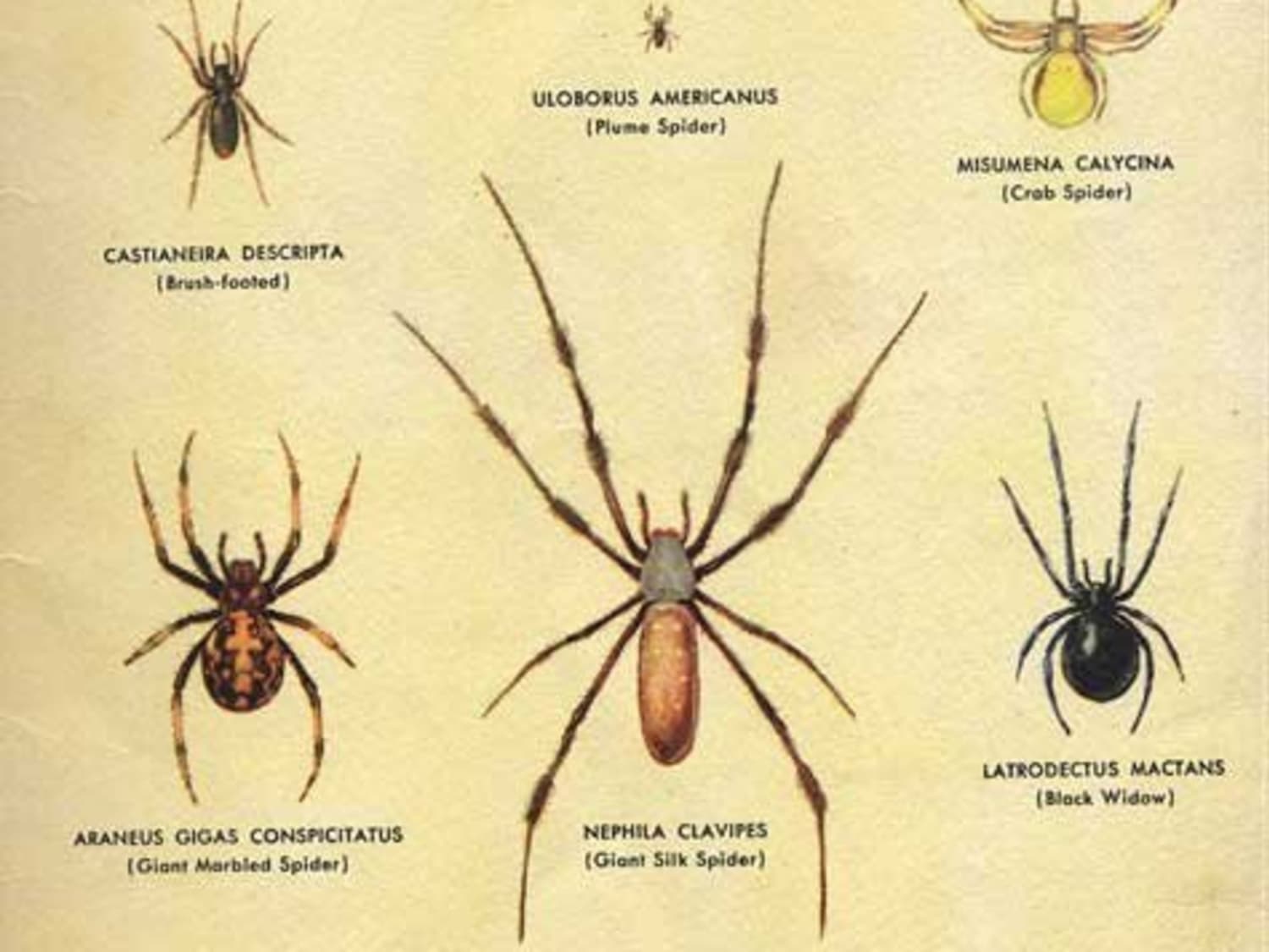 Common House Spiders in Southern California - Facility Pest Control