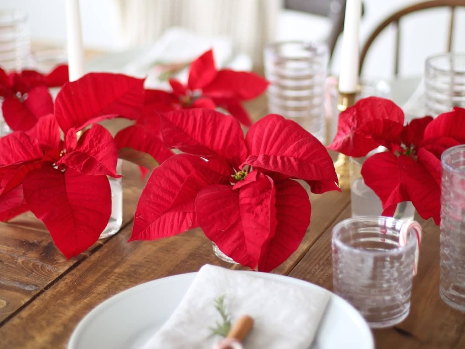 The New Poinsettia How To Decorate With A Christmas Classic In A