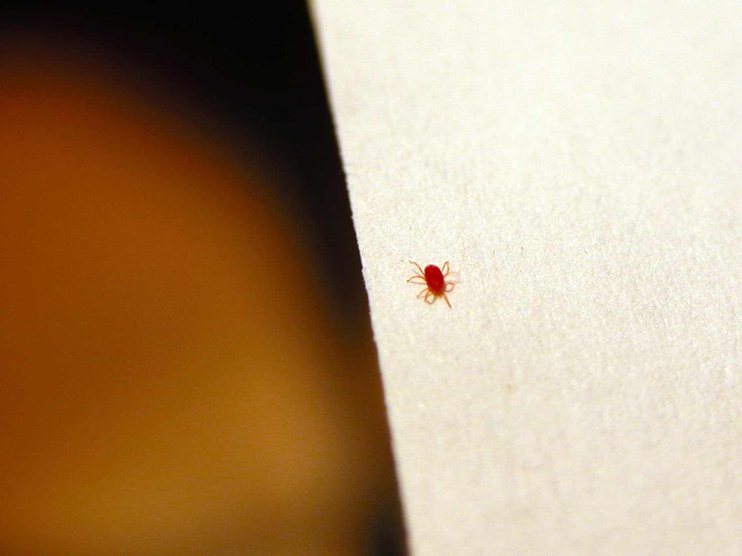 What Are Those Tiny Red Bugs All About Clover Mites Apartment