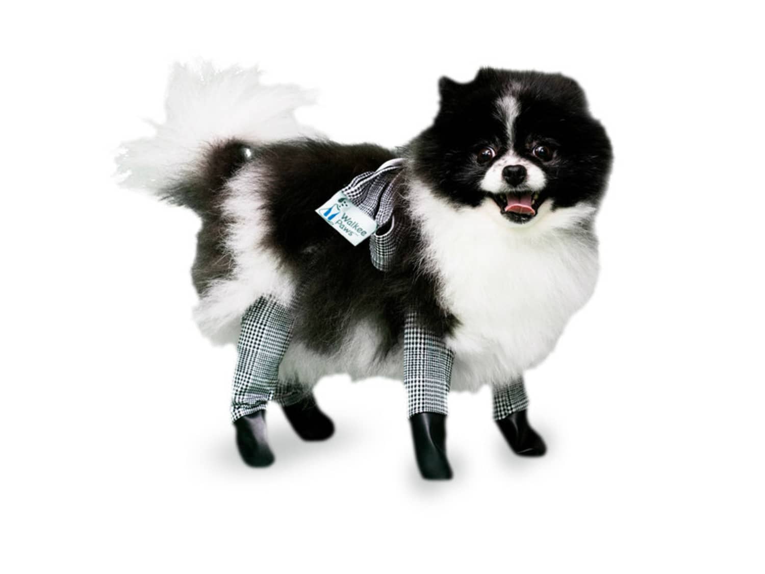 You Can Buy Your Dog Leggings To Keep Them Warm
