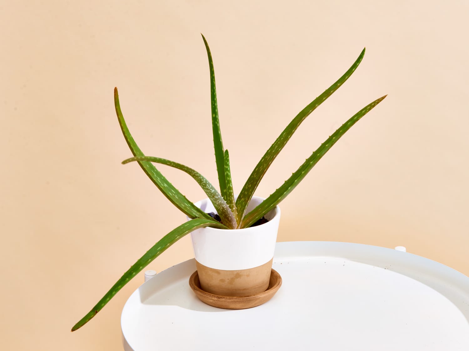 lucky bamboo food Lucky Bamboo Fertilizer main image 0