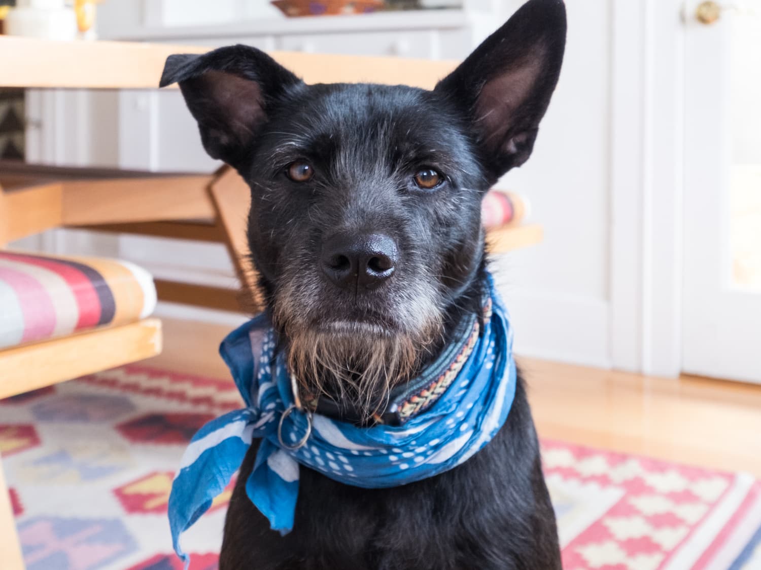 How To Repel Fleas With Regular Household Items Apartment Therapy