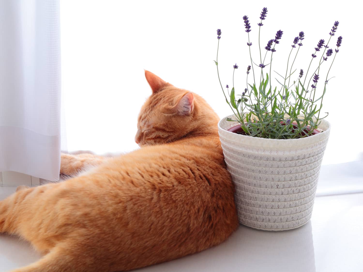 Are Essential Oils Safe For Cats Lavender Other Oil Toxicity For Cats Apartment Therapy