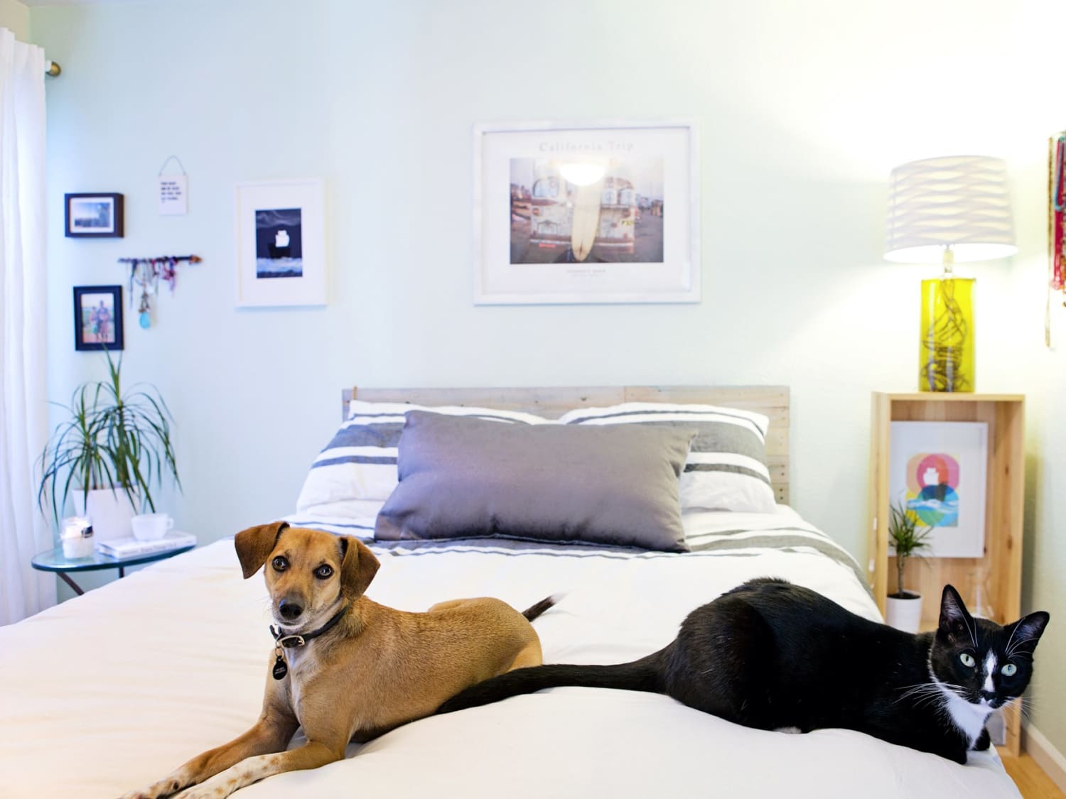 5 Tips to Create a Stylish Home with Pets