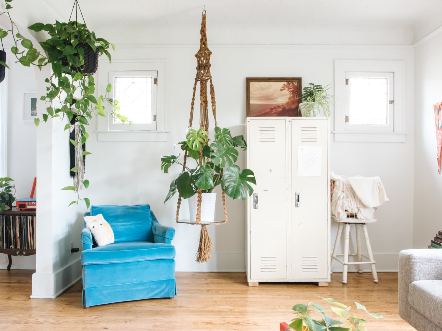 Hanging Plants Best Indoor Types Ideas Apartment Therapy