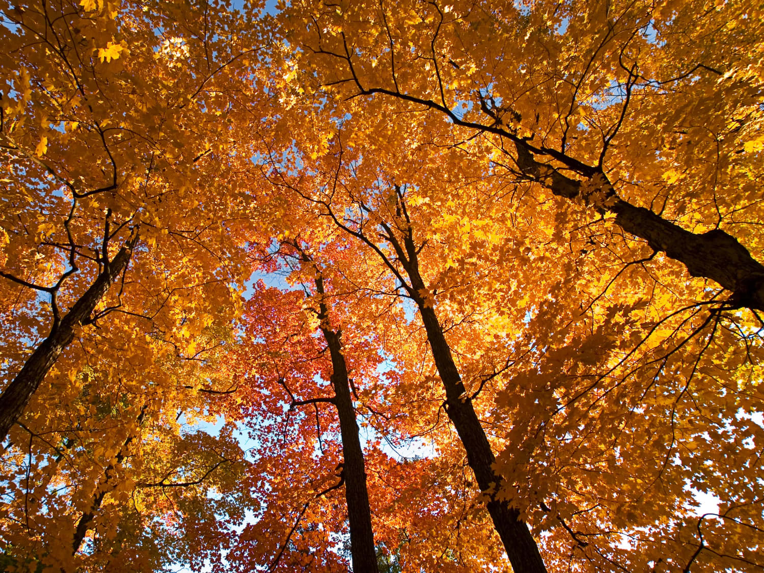 The Pretty Life — Pretty Autumn Twigs As Apple Sticks