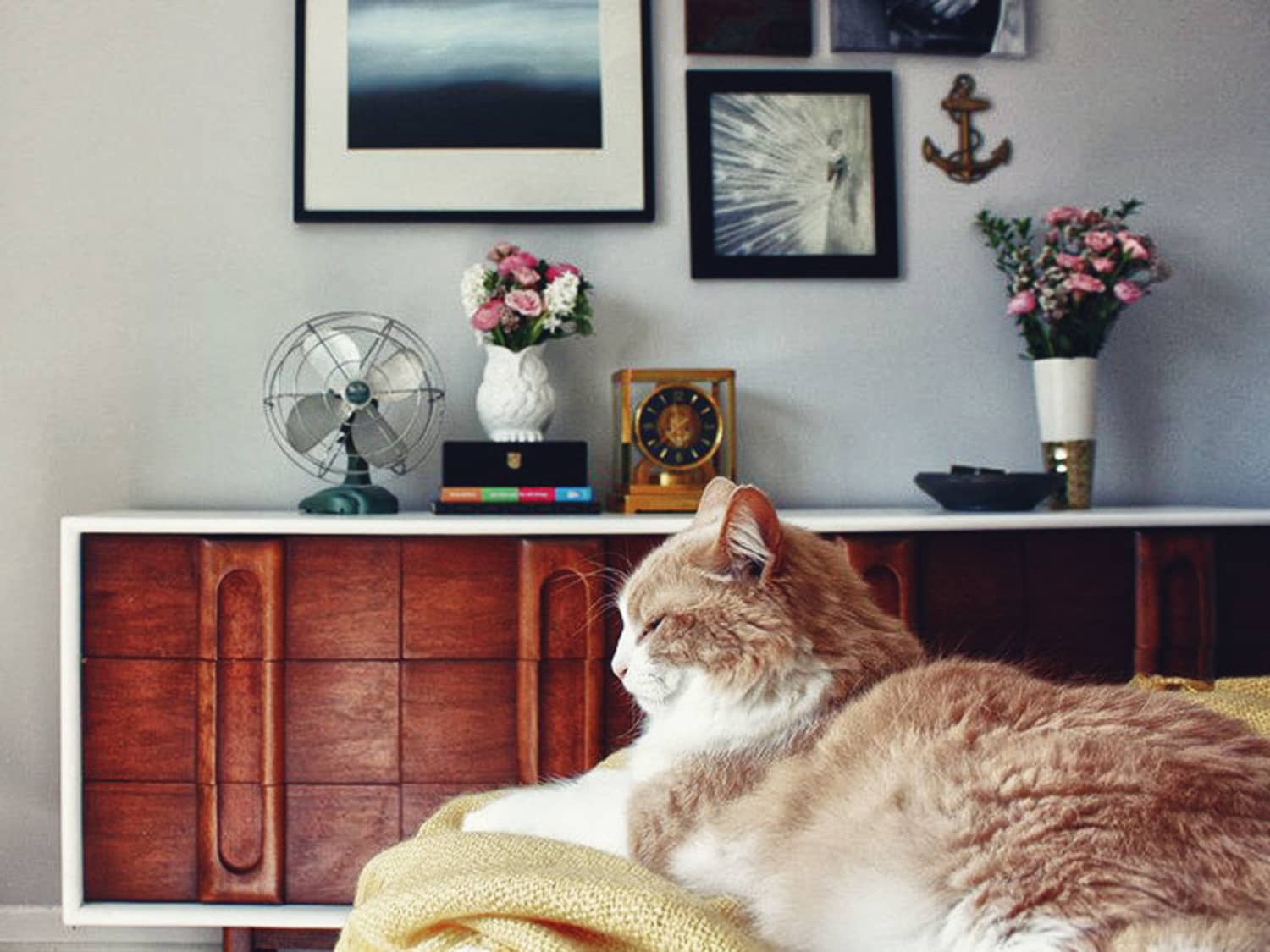 Why You Should Consider An Automated Pet Feeder Apartment Therapy
