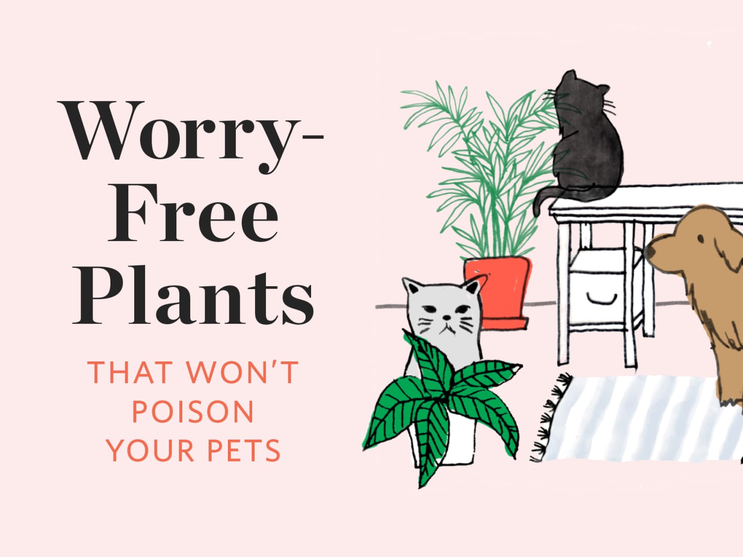 Non Toxic Plants That Won T Poison Your Pets Apartment Therapy