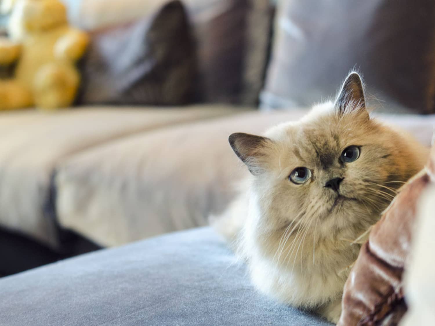 If Your Cat Could Write A Wish List Here S What Would Be On It
