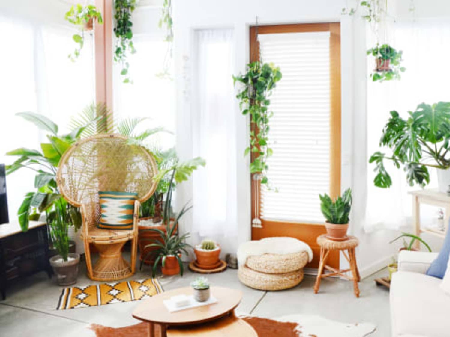 6 Fragrant Houseplants | Apartment Therapy