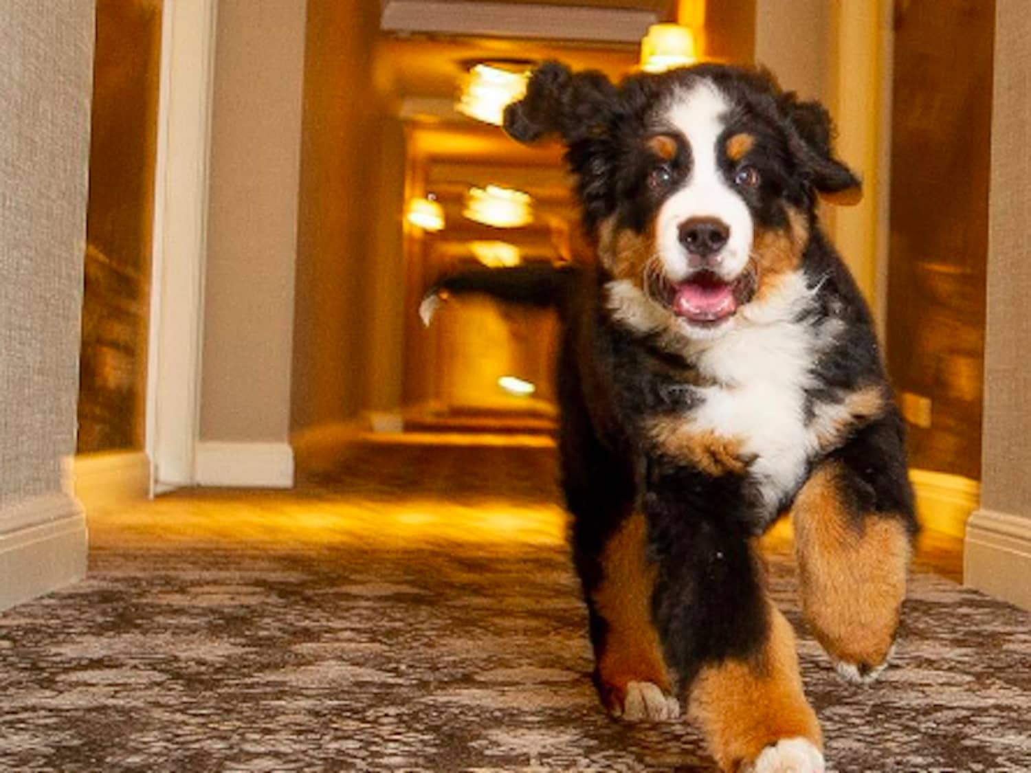 St Regis Aspen Resort Has A Bernese Mountain Dog To Cuddles Guests Apartment Therapy