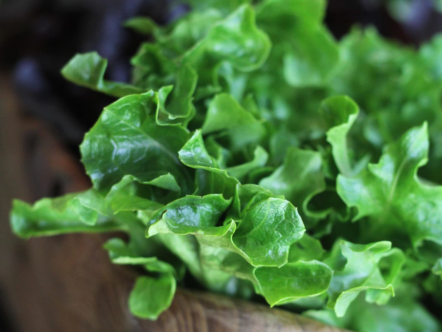 How Baby Crispy Green Leaf Lettuce Gets its Curl 