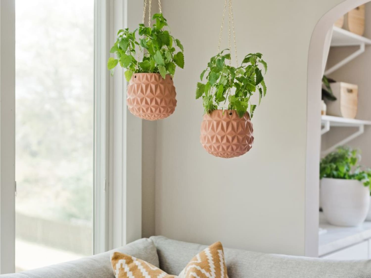 Can Catnip Be Grown Indoors? 2