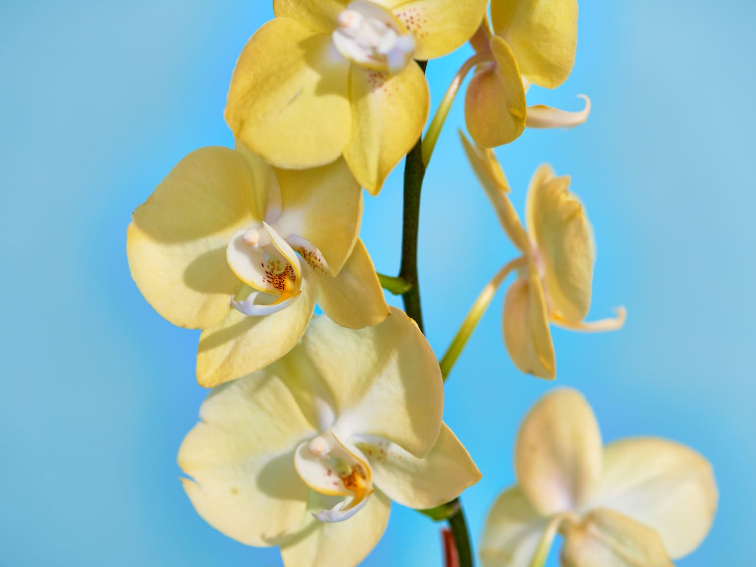 Orchid Plant Care How To Grow Maintain Orchids Apartment Therapy