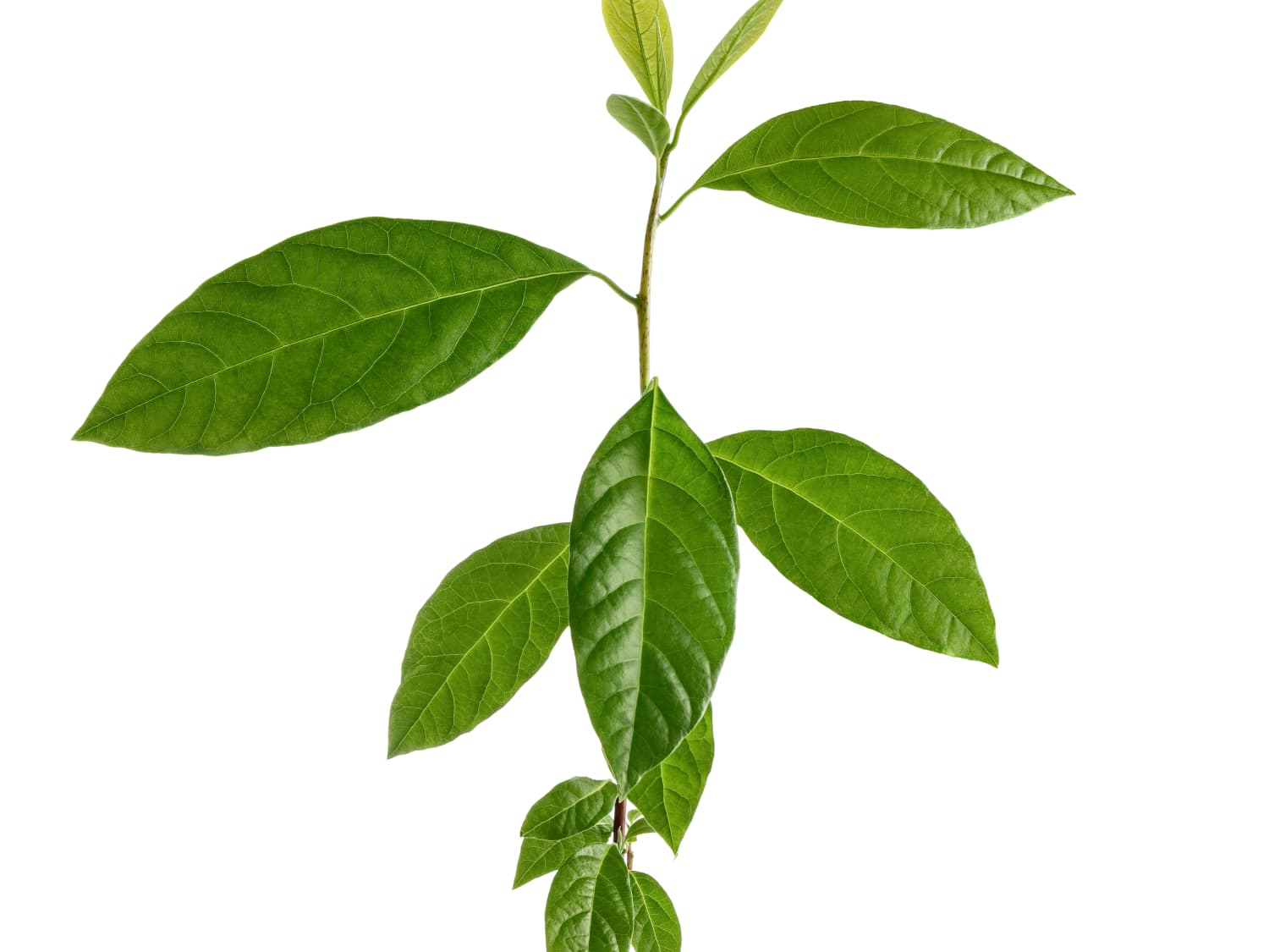 How To Grow An Avocado Tree Apartment Therapy
