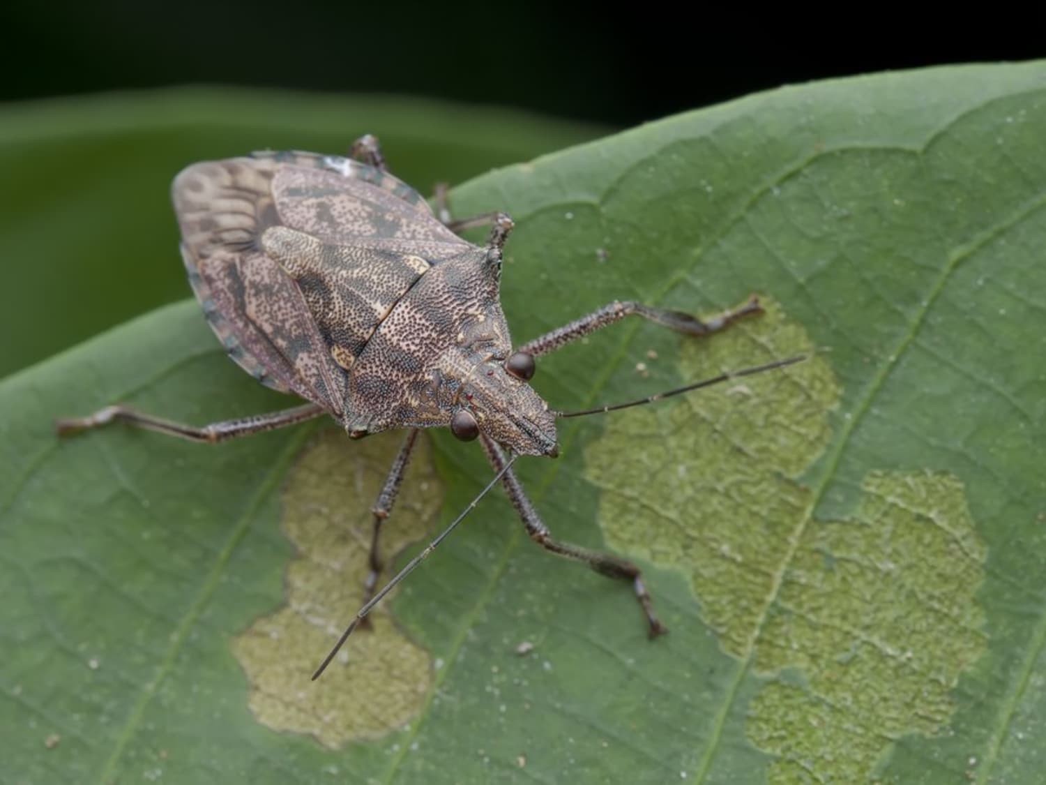 How To Get Rid Of Stink Bugs Apartment Therapy