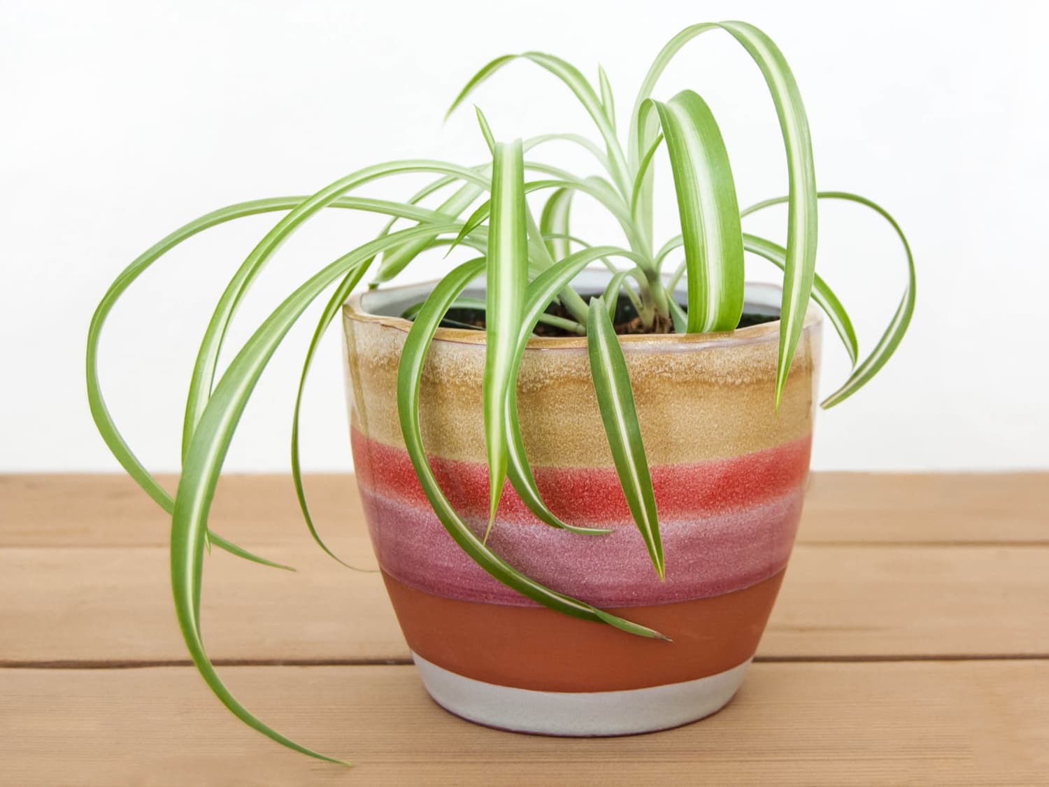 How to Care for Your Spider Plant and Get Maximum Growth