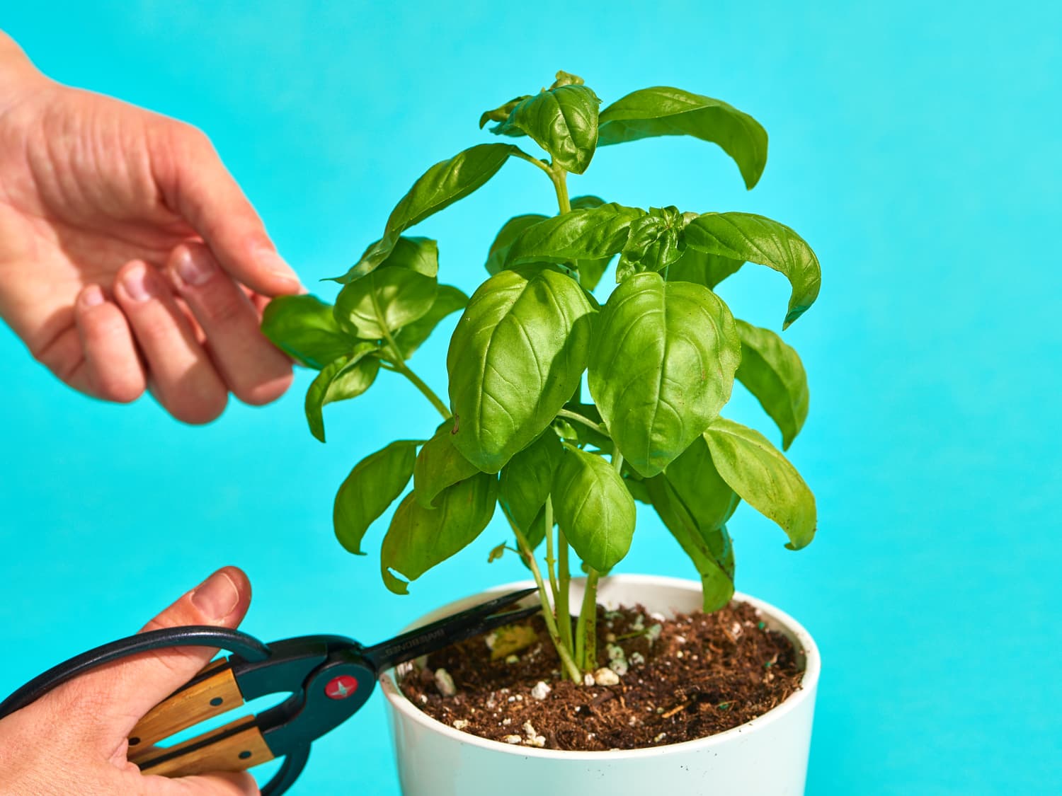 How To Grow Basil In An Indoor Pot Or Outdoors Apartment Therapy Who doesn't like to drink a cool glass of water after a long day? how to grow basil in an indoor pot or