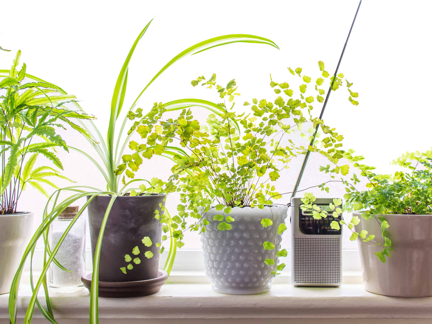 Maidenhair Fern Care How To Grow Maintain Maidenhair Fern