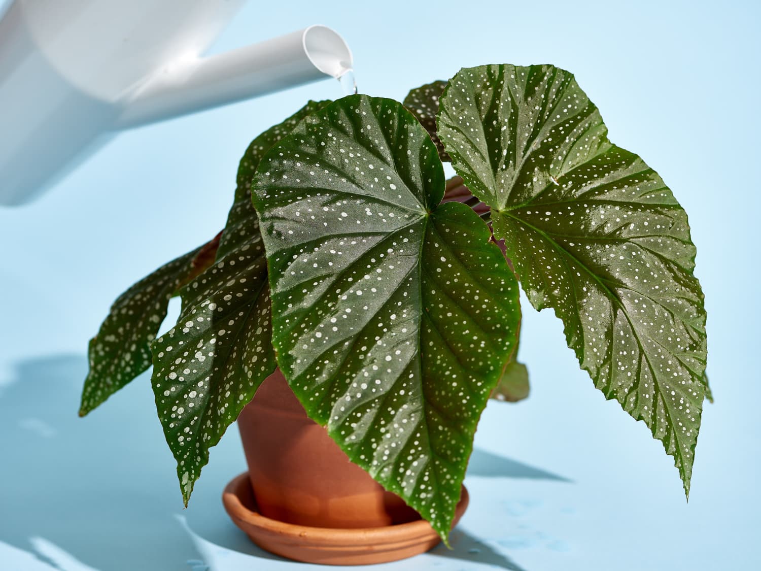 Begonia Plant Care How To Grow Maintain Begonia Plants Apartment Therapy