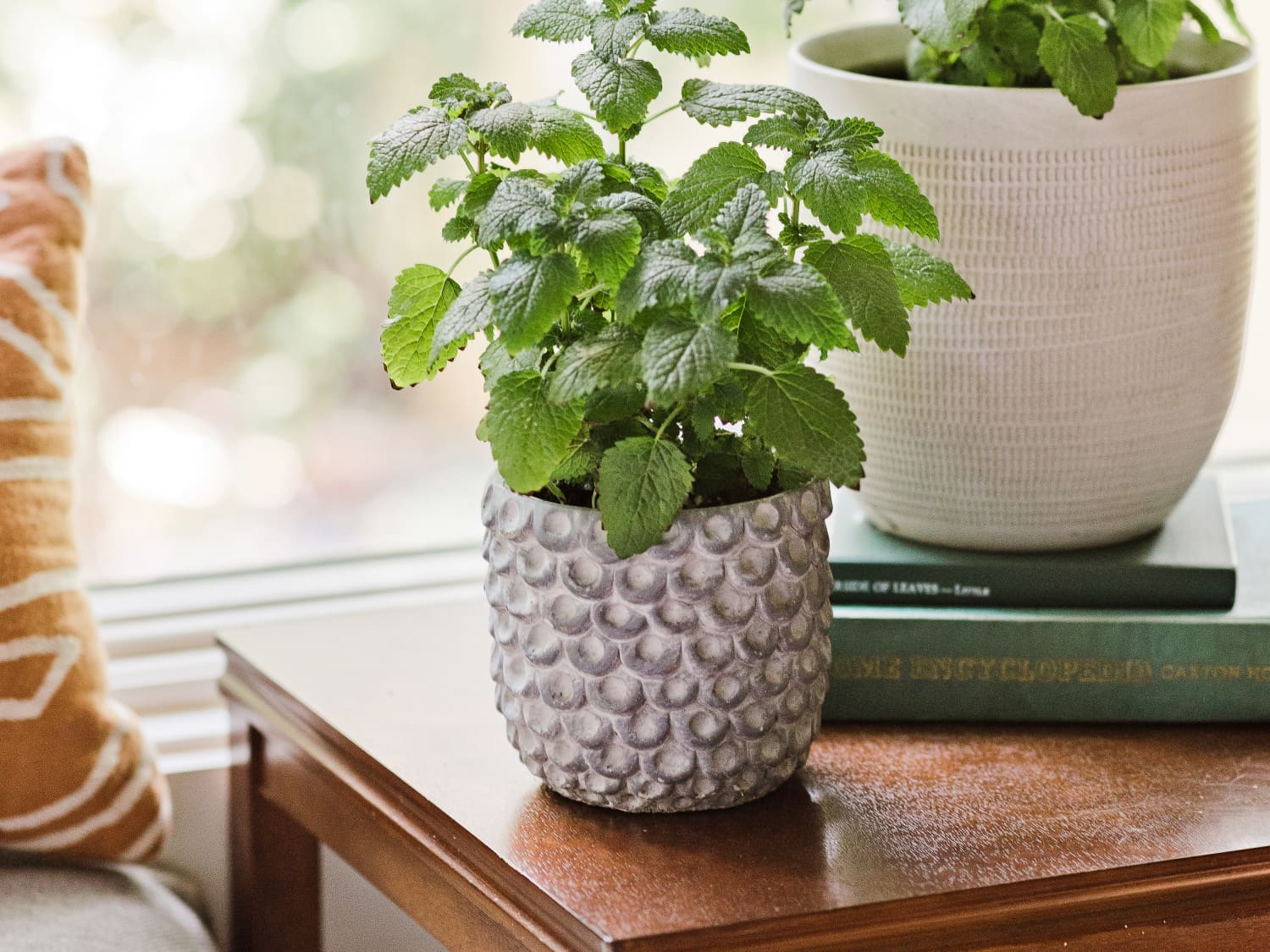 Here S How To Grow Lemon Balm Indoors Apartment Therapy