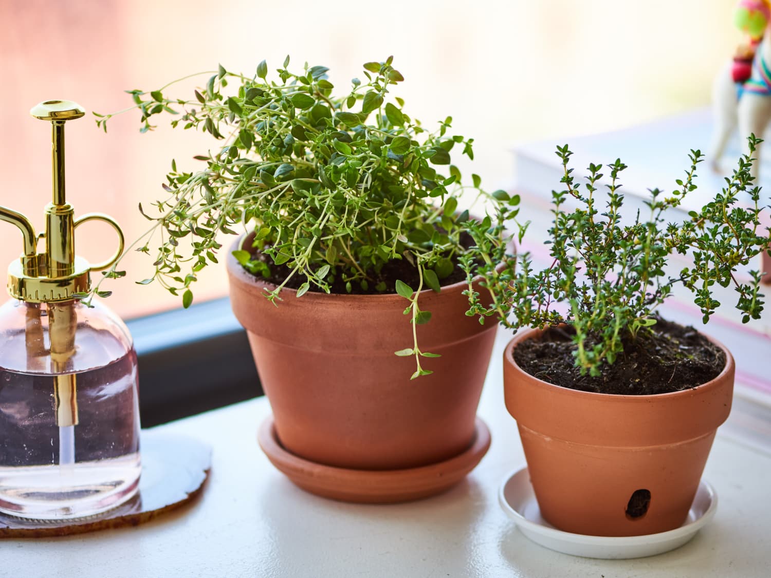 Thyme Plant Pods