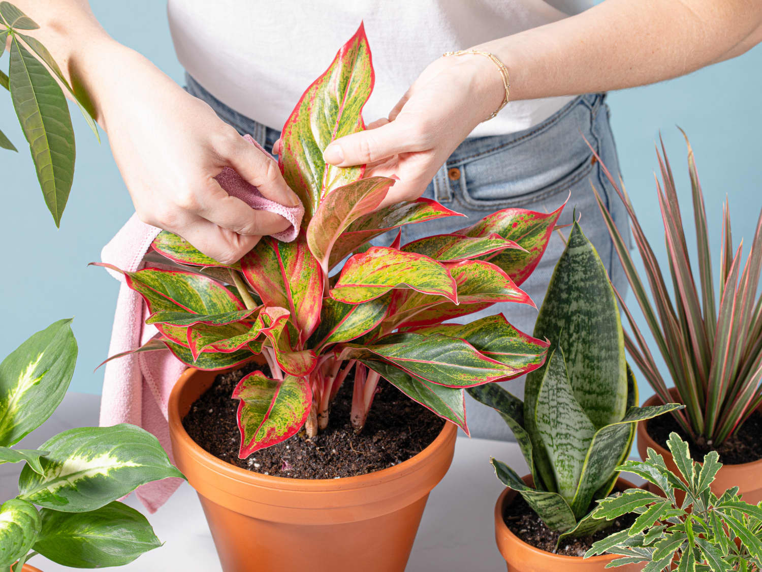 5 Easy Ways to Clean Plant Leaves | Apartment Therapy