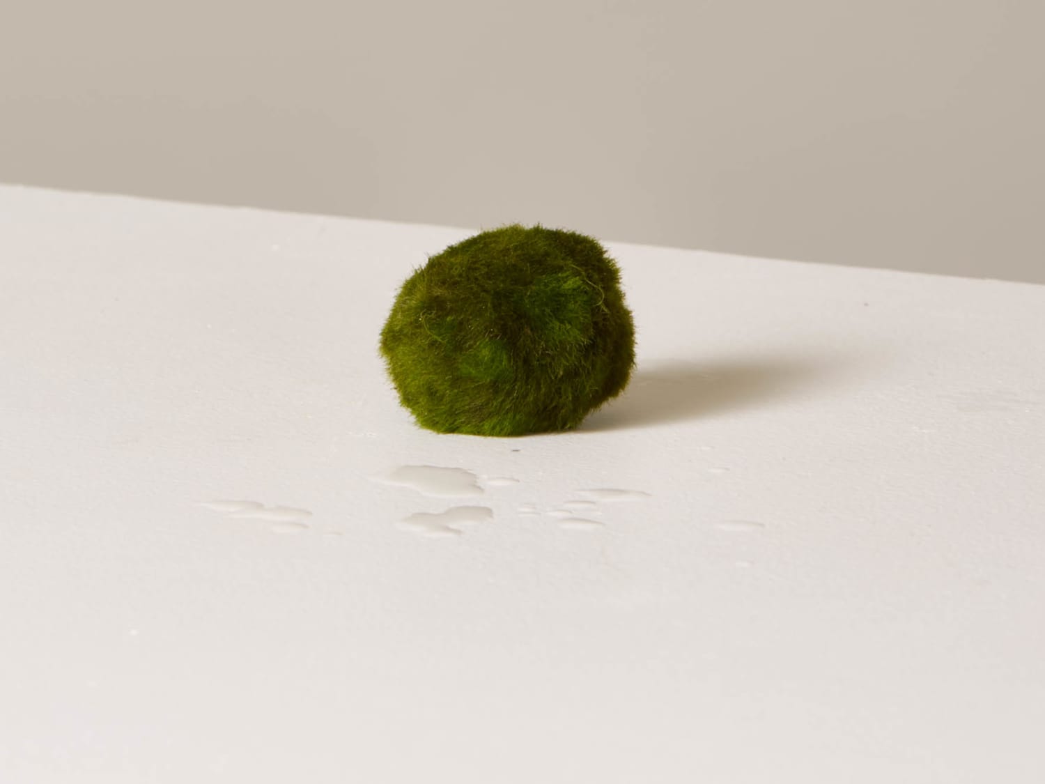 How To Grow And Care For Marimo Moss Apartment Therapy