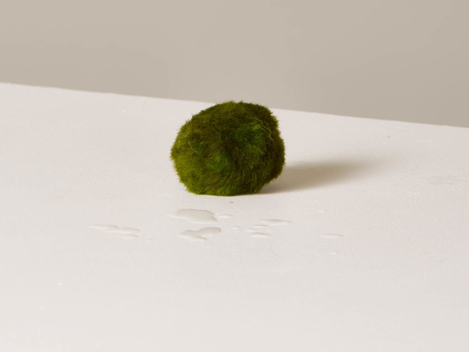 Caring for Marimo Moss Balls - Sunday Gardener