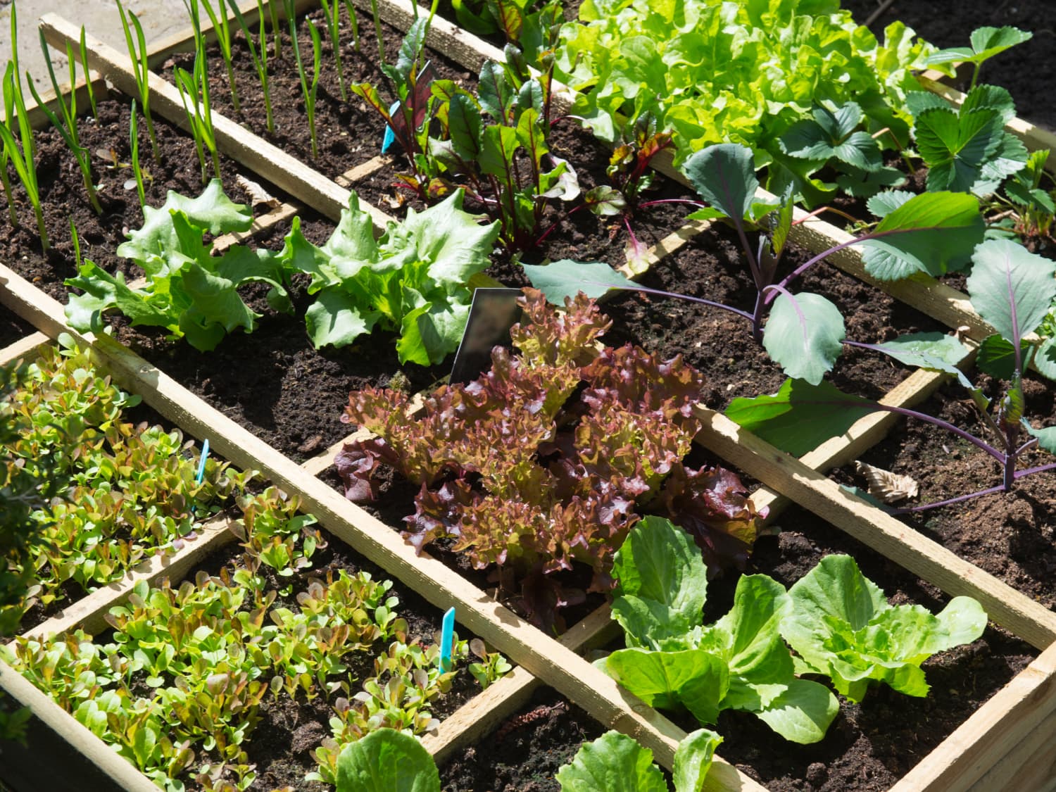 6 Quick-Grow Veggie Seeds | Apartment Therapy
