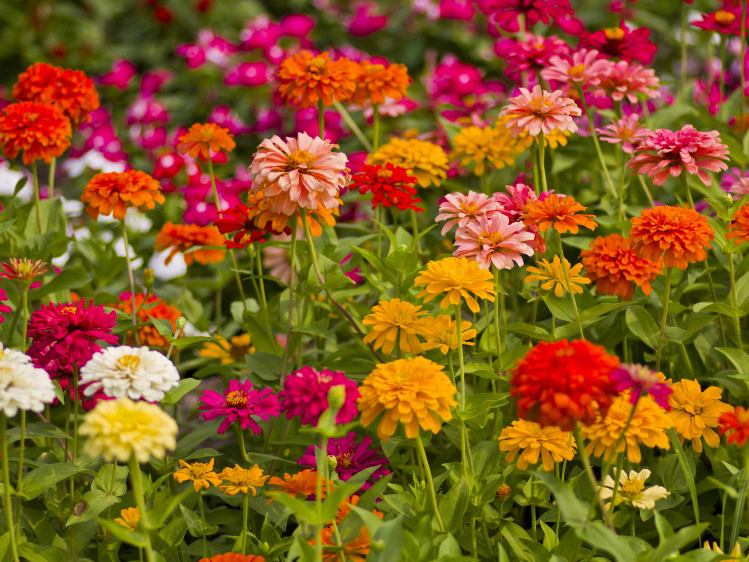 6 Easy, Fast-Growing Flower Seeds for Impatient Gardeners and ...