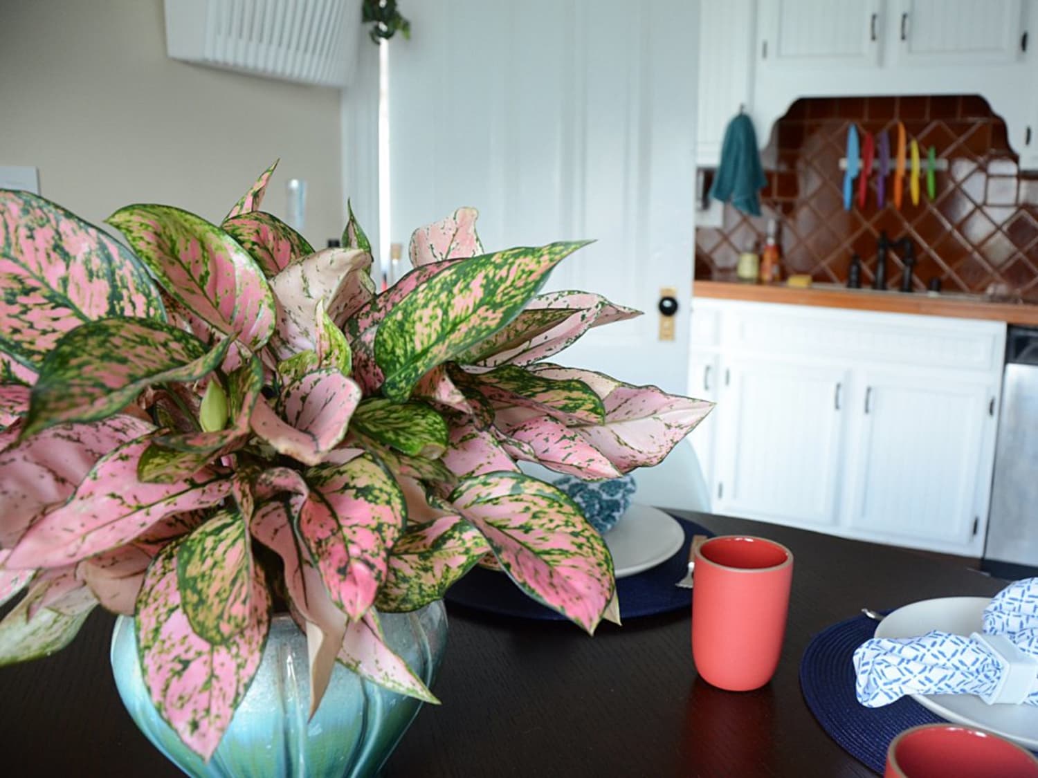 What are the Most Colorful Indoor Flowers?  