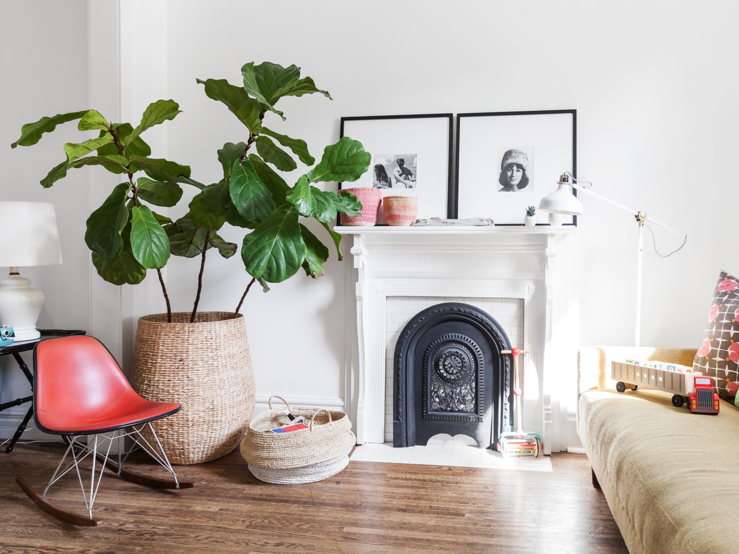 Fiddle Leaf Fig Care How To Grow Maintain A Ficus Lyrata Plant